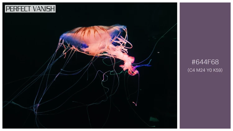 透明感漂うクラゲの無料配色パターン 1色 フリー closeup shot jellyfish