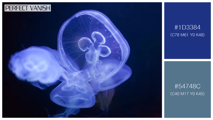 透明感漂うクラゲの無料配色パターン 2色 フリー common jellyfish