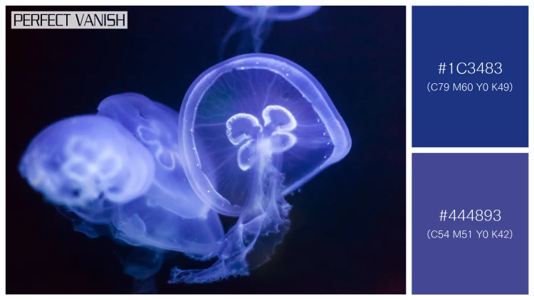 透明感漂うクラゲの無料配色パターン 2色 フリー jellyfish water