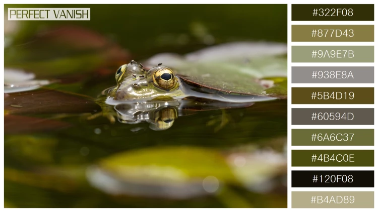 カエルの無料配色パターン 10 フリー selective shot frog