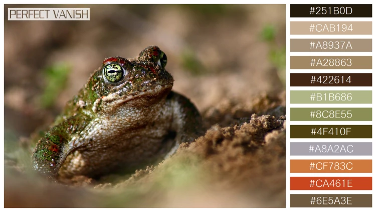 カエルの無料配色パターン 12 フリー closeup running toad