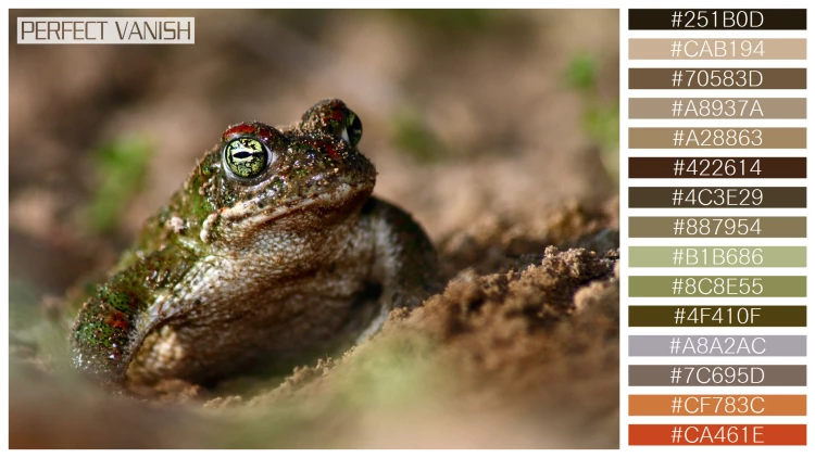 カエルの無料配色パターン 15 フリー closeup running toad