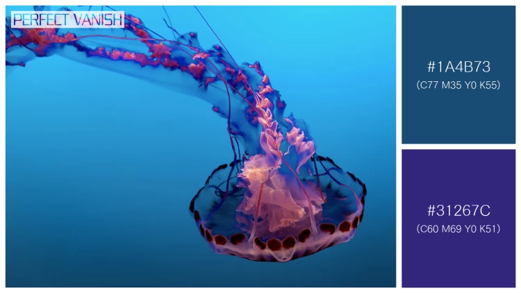 透明感漂うクラゲの無料配色パターン 2色 フリー beautiful jellyfish water