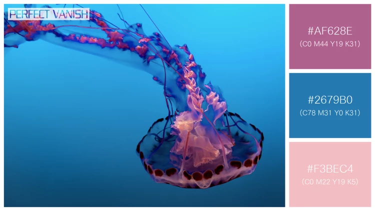 透明感漂うクラゲの無料配色パターン 3色 フリー beautiful jellyfish water