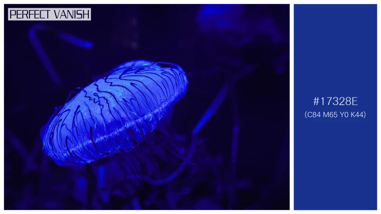 透明感漂うクラゲの無料配色パターン 1色 フリー closeup blue jellyfish