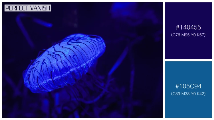 透明感漂うクラゲの無料配色パターン 2色 フリー closeup blue jellyfish