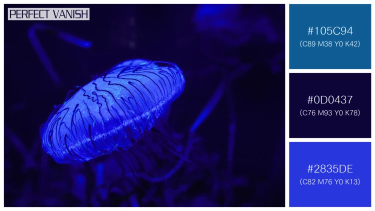 透明感漂うクラゲの無料配色パターン 3色 フリー closeup blue jellyfish