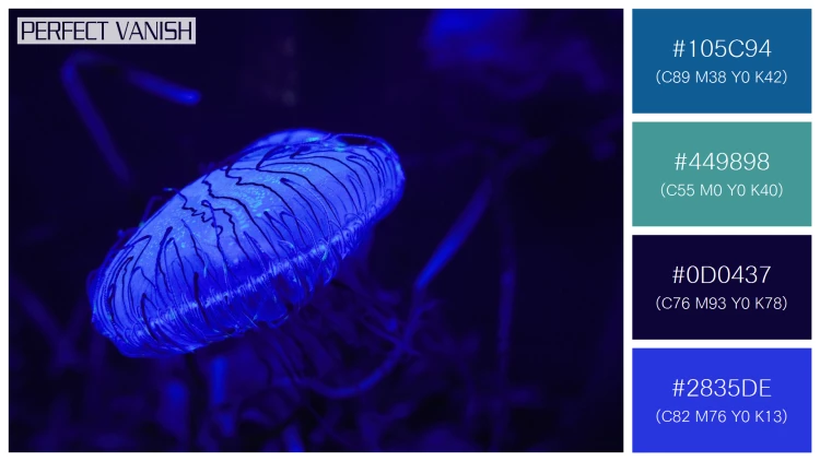 透明感漂うクラゲの無料配色パターン 4色 フリー closeup blue jellyfish