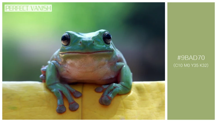 カエルの無料配色パターン 1 フリー dumpy frog sitting