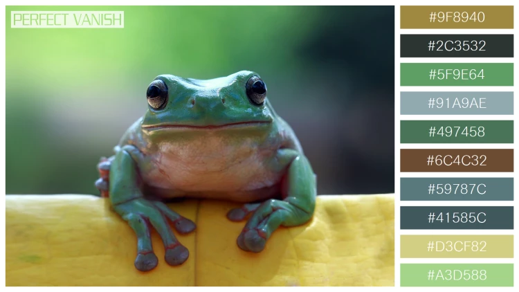 カエルの無料配色パターン 10 フリー dumpy frog sitting