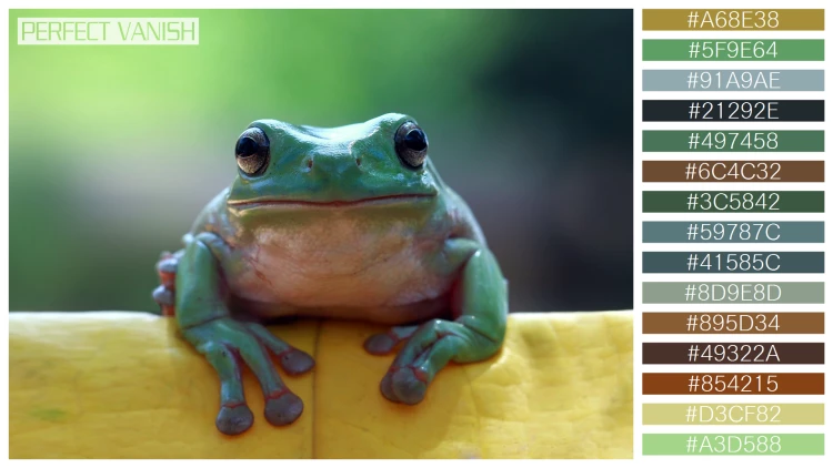 カエルの無料配色パターン 15 フリー dumpy frog sitting
