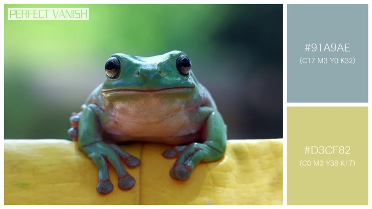 カエルの無料配色パターン 2 フリー dumpy frog sitting