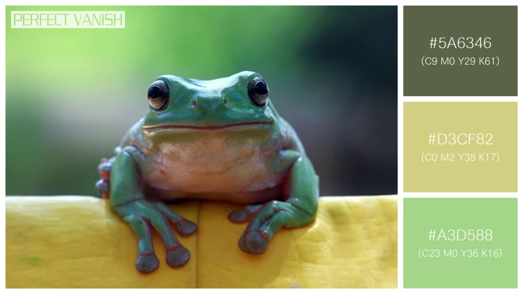 カエルの無料配色パターン 3 フリー dumpy frog sitting