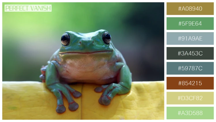 カエルの無料配色パターン 8 フリー dumpy frog sitting
