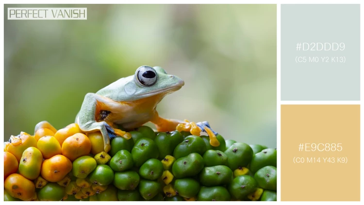 カエルの無料配色パターン 2 フリー flying frog closeup