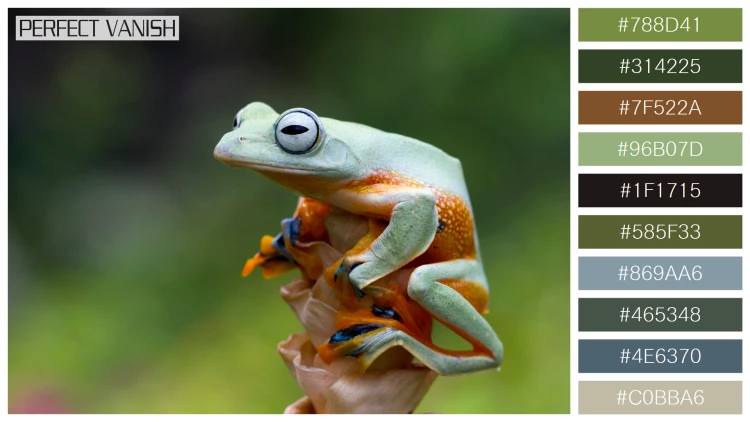 カエルの無料配色パターン 10 フリー flying frog closeup