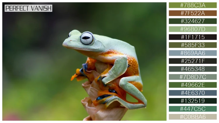 カエルの無料配色パターン 15 フリー flying frog closeup