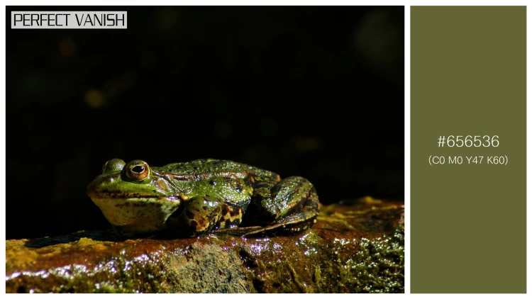 カエルの無料配色パターン 1 フリー closeup shot frog