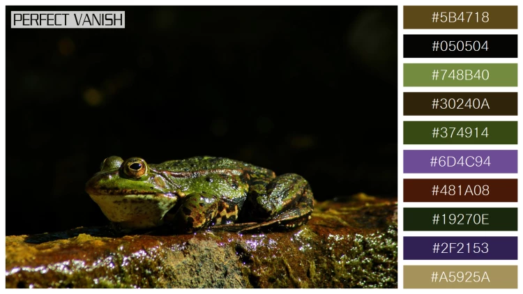 カエルの無料配色パターン 10 フリー closeup shot frog