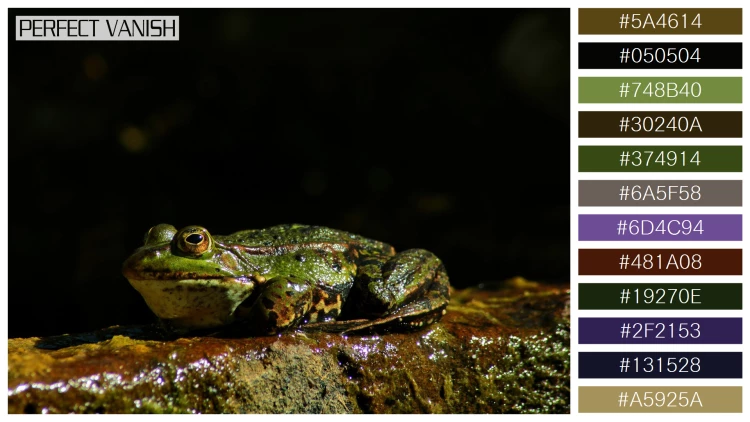 カエルの無料配色パターン 12 フリー closeup shot frog