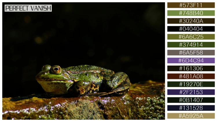 カエルの無料配色パターン 15 フリー closeup shot frog