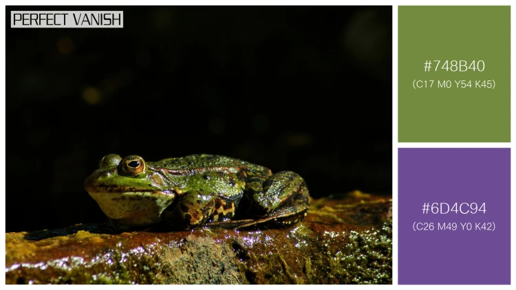 カエルの無料配色パターン 2 フリー closeup shot frog