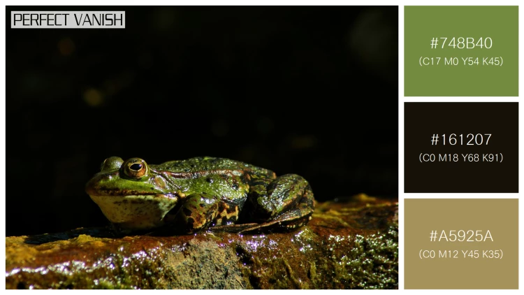 カエルの無料配色パターン 3 フリー closeup shot frog