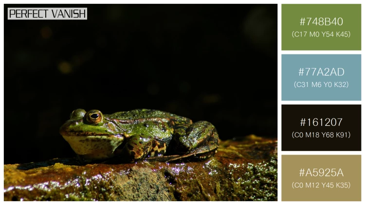 カエルの無料配色パターン 4 フリー closeup shot frog