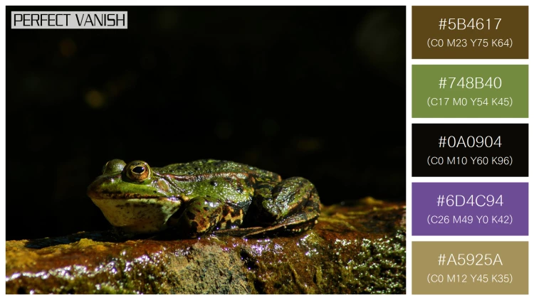 カエルの無料配色パターン 5 フリー closeup shot frog