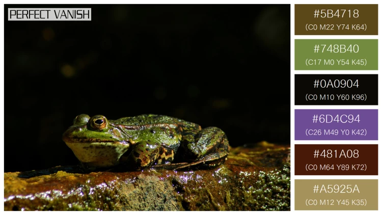カエルの無料配色パターン 6 フリー closeup shot frog