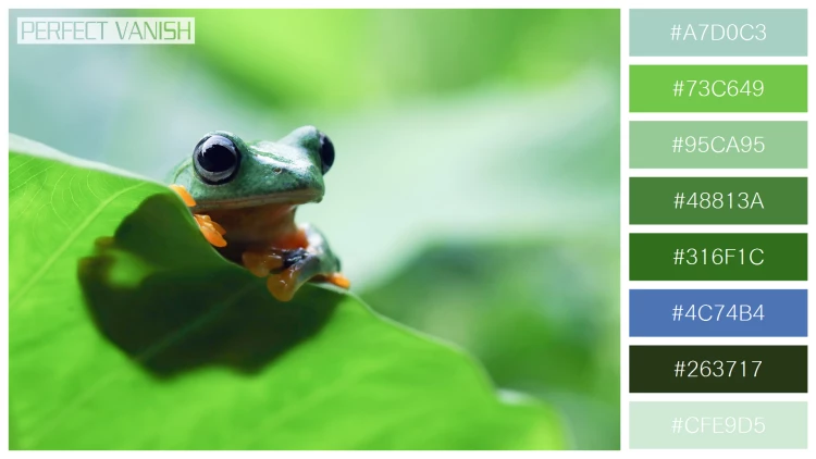 カエルの無料配色パターン 8 フリー flying frog closeup