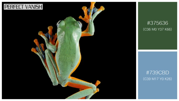 カエルの無料配色パターン 2 フリー flying frog closeup