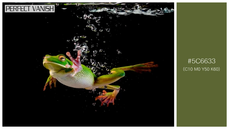 カエルの無料配色パターン 1 フリー whitelipped frog swimming