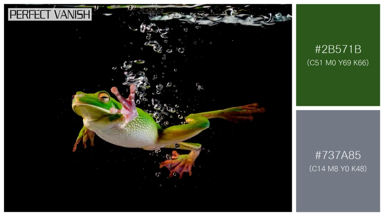 カエルの無料配色パターン 2 フリー whitelipped frog swimming