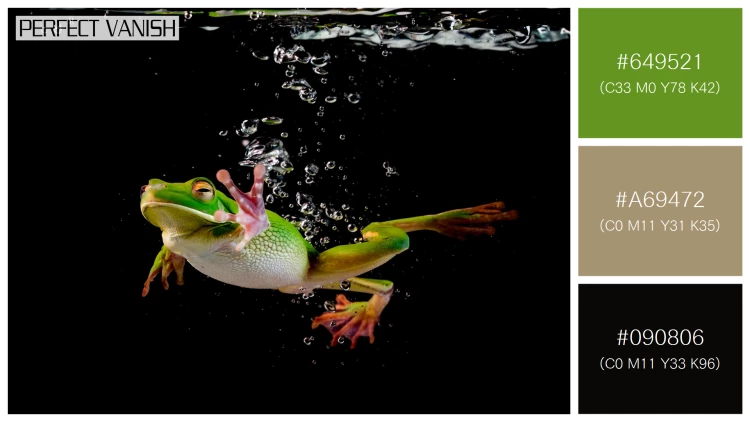 カエルの無料配色パターン 3 フリー whitelipped frog swimming