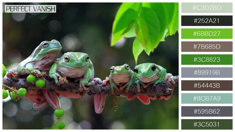 カエルの無料配色パターン 10 フリー australian frogs branch