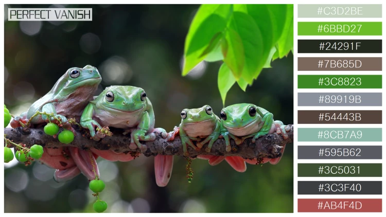 カエルの無料配色パターン 12 フリー australian frogs branch