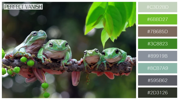 カエルの無料配色パターン 8 フリー australian frogs branch