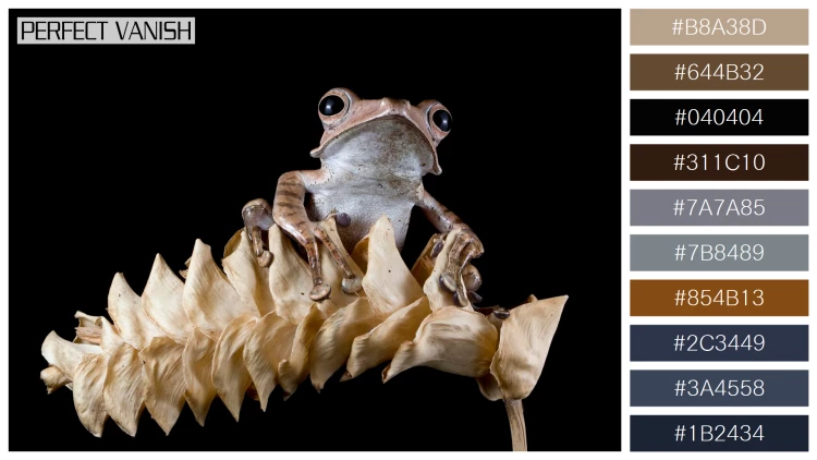 カエルの無料配色パターン 10 フリー polypedates otilophus closeup