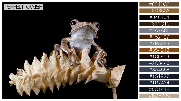 カエルの無料配色パターン 15 フリー polypedates otilophus closeup