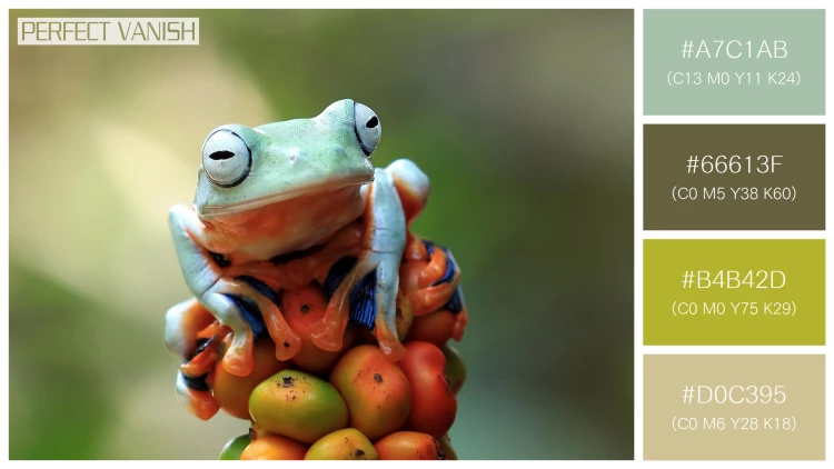 カエルの無料配色パターン 4 フリー javan tree frog