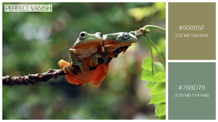 カエルの無料配色パターン 2 フリー flying frog closeup