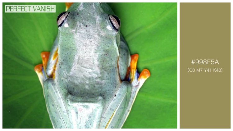 カエルの無料配色パターン 1 フリー tree frog branch