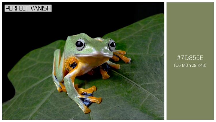 カエルの無料配色パターン 1 フリー javan tree frog