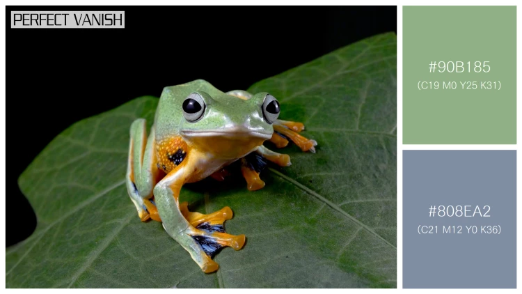 カエルの無料配色パターン 2 フリー javan tree frog
