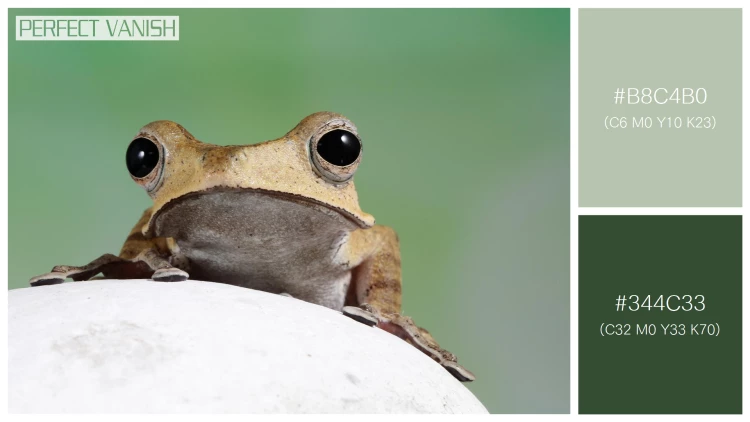 カエルの無料配色パターン 2 フリー borneo eared frog