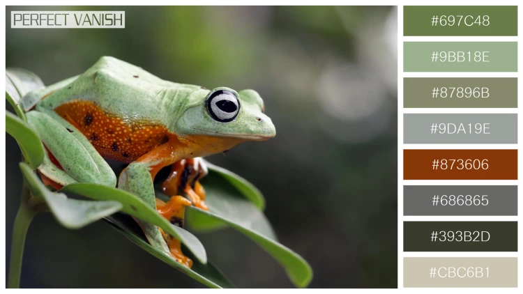 カエルの無料配色パターン 8 フリー javan tree frog