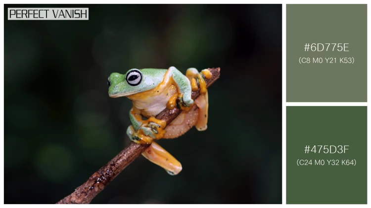 カエルの無料配色パターン 2 フリー javan tree frog