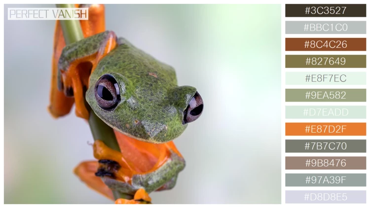 カエルの無料配色パターン 12 フリー flying frog closeup