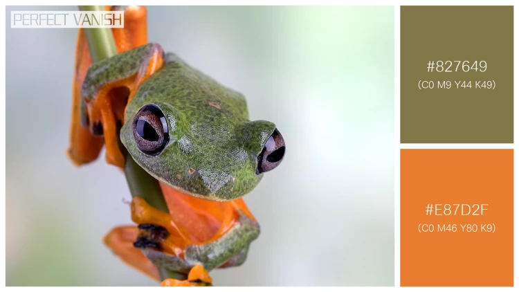 カエルの無料配色パターン 2 フリー flying frog closeup